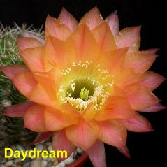 Daydream.4.2.jpg 